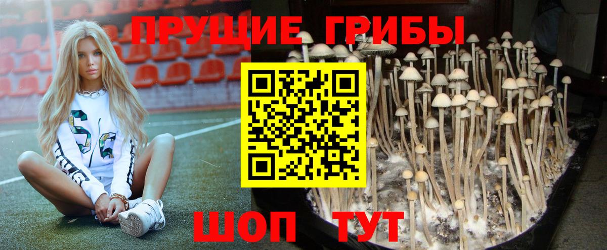 Псилоцибиновые грибы GOLDEN TEACHER Россия
